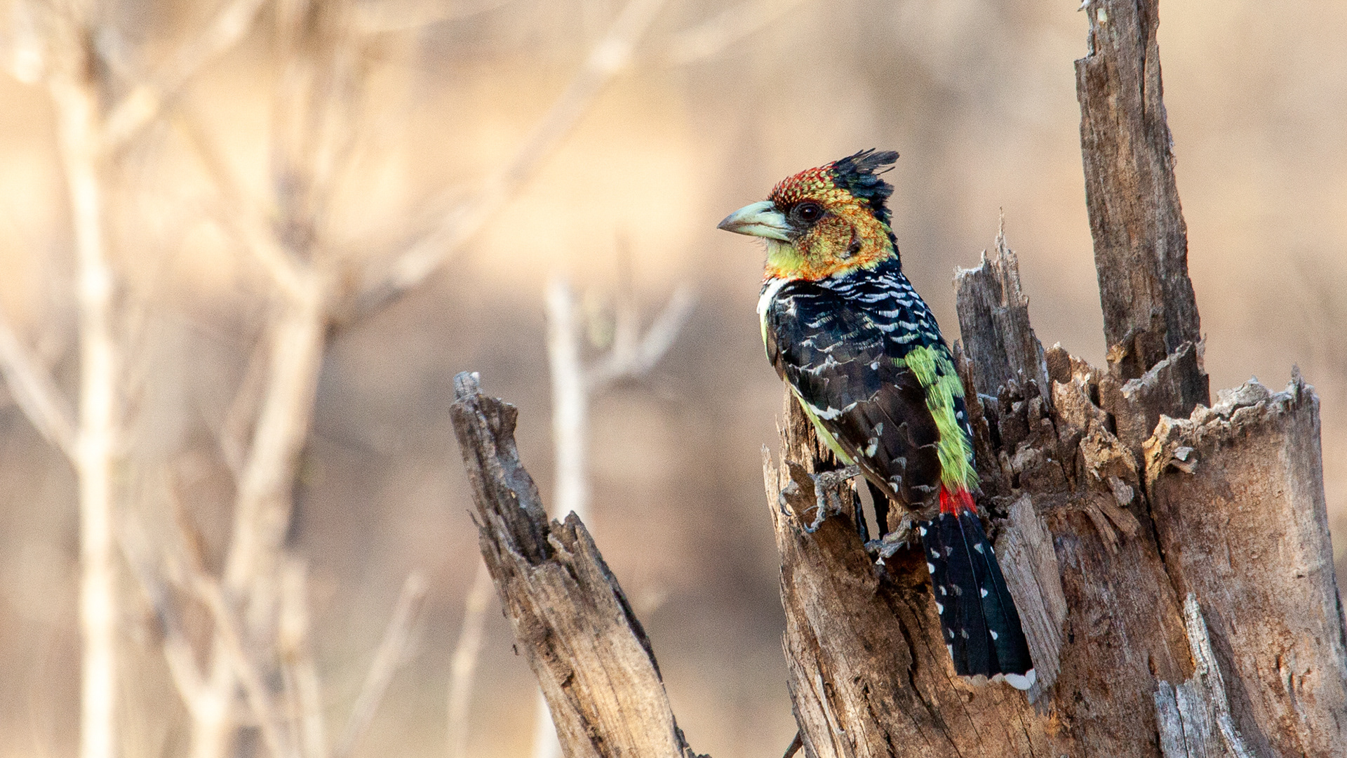 Crested Barbet