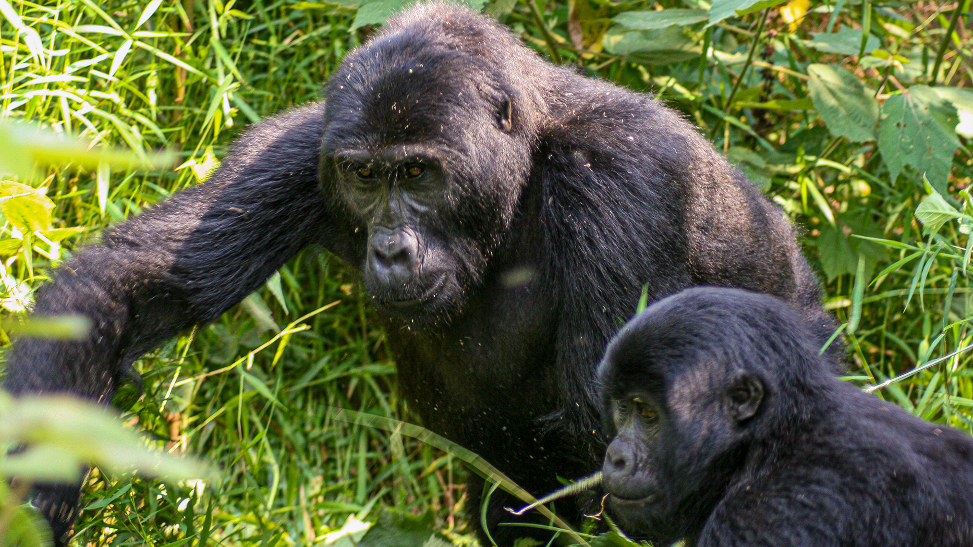 Mountain Gorilla