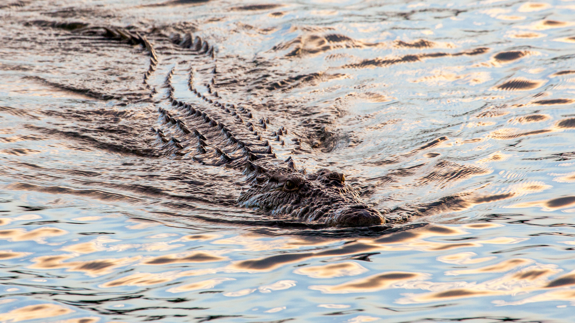 Nile Crocodile