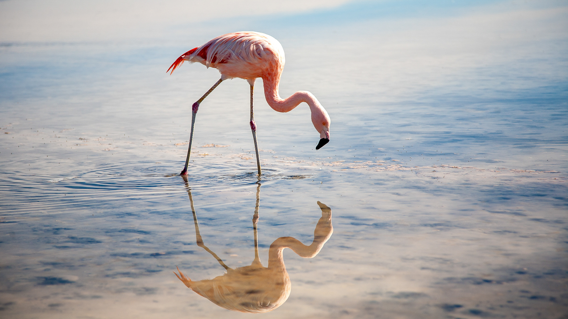 Flamingo