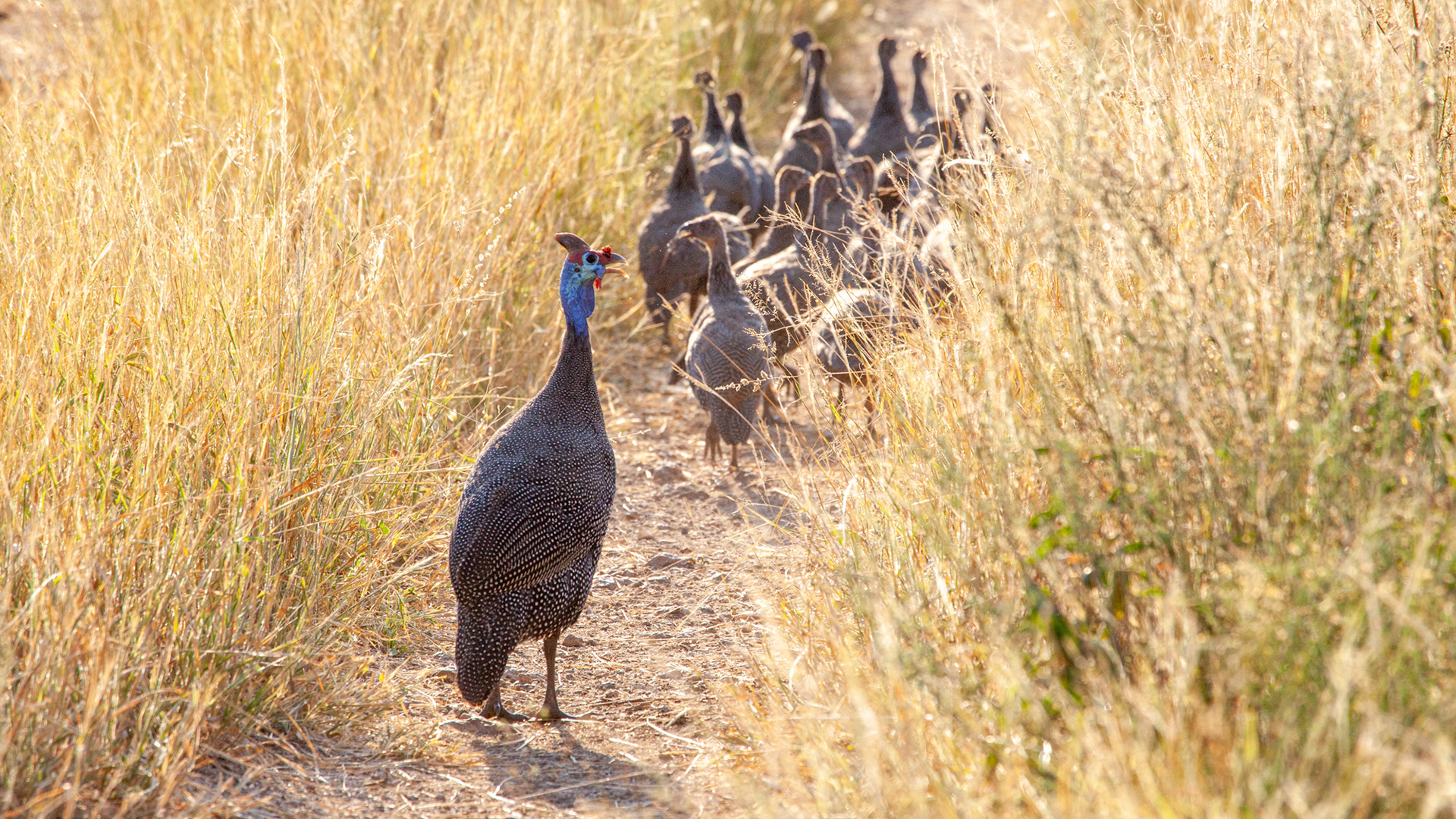 Guinea Fowl