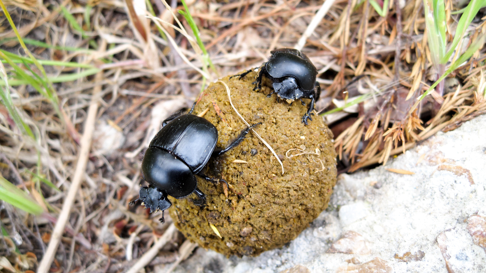 Dung Beetle