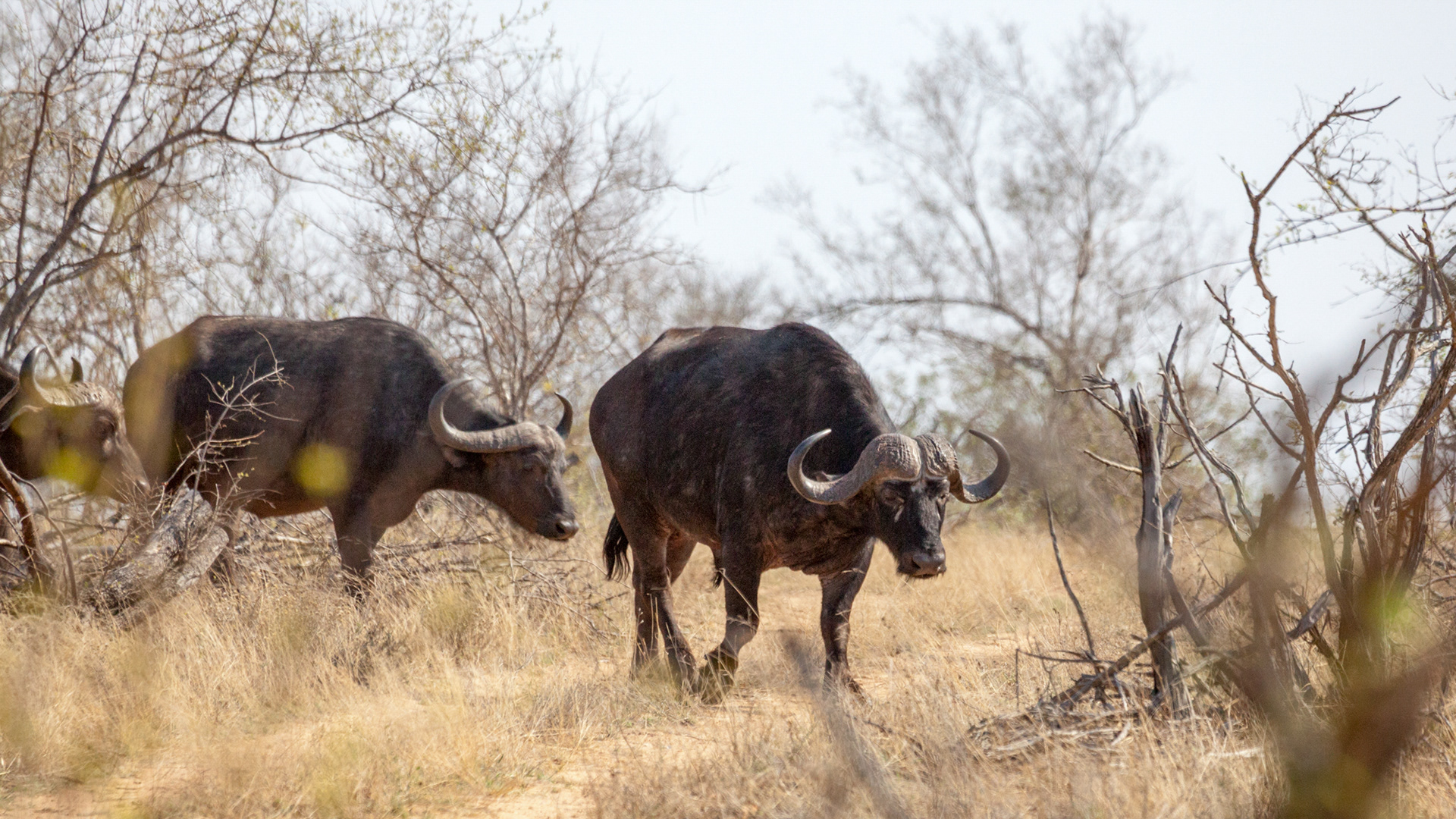 African Buffalo