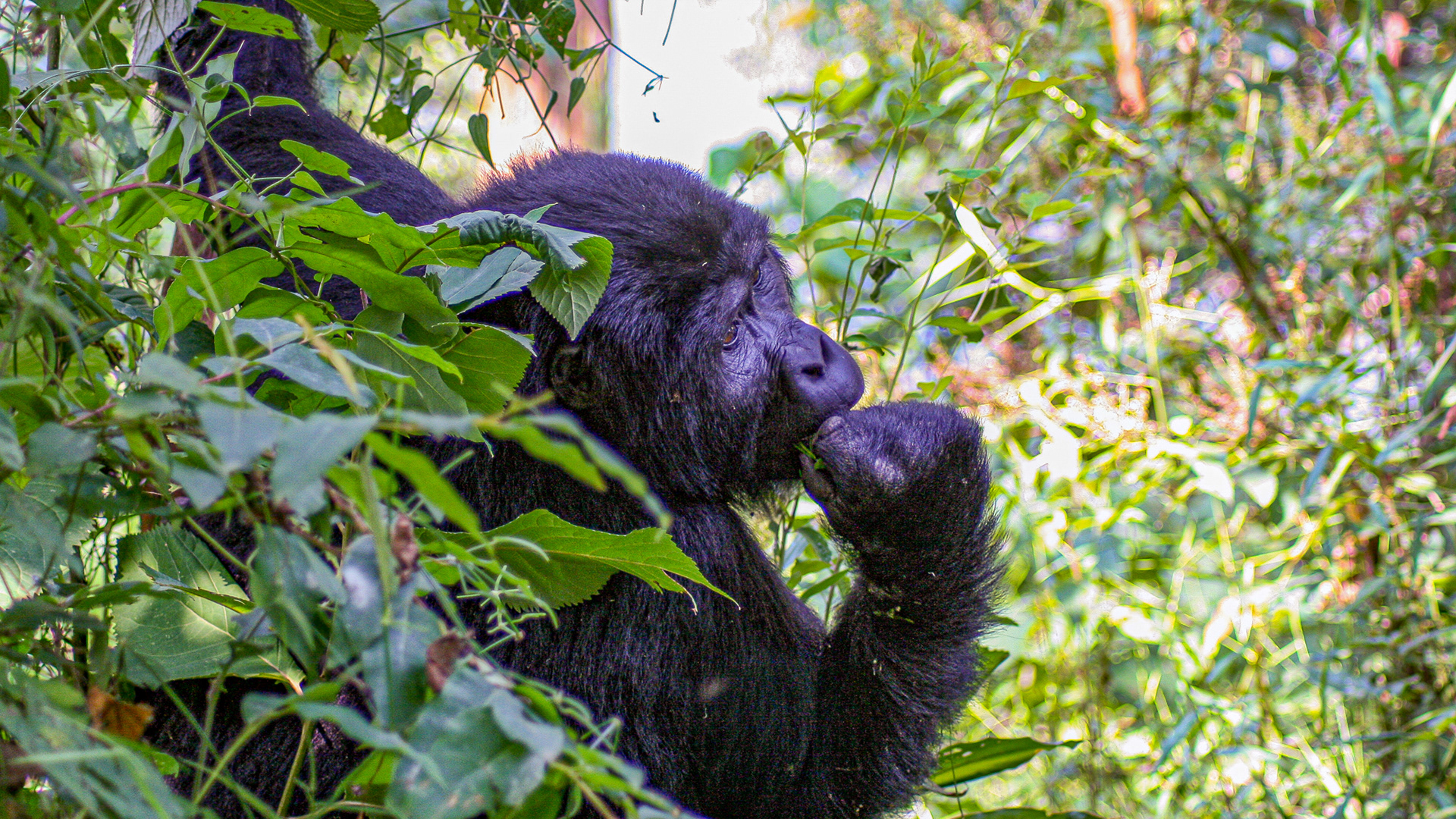 Mountain Gorilla