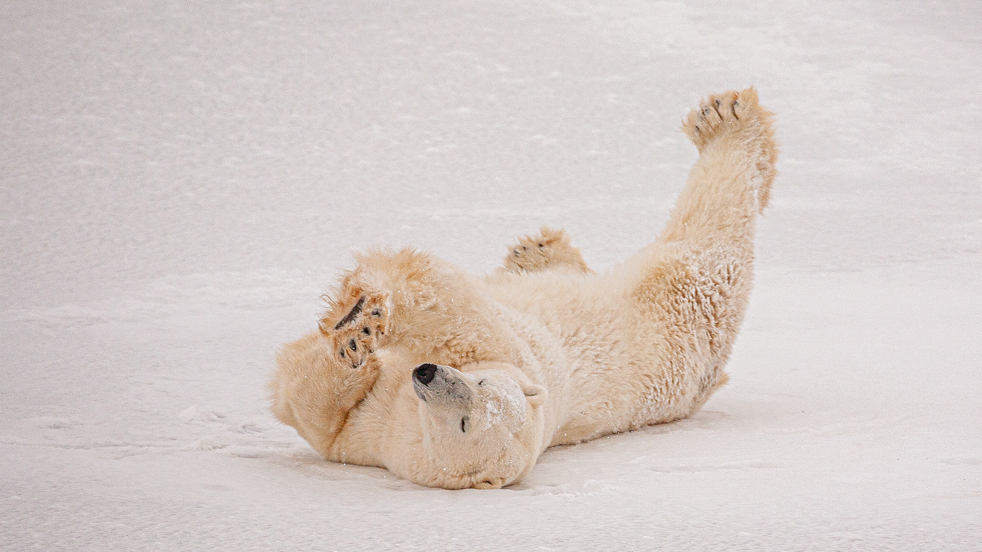 Polar Bear