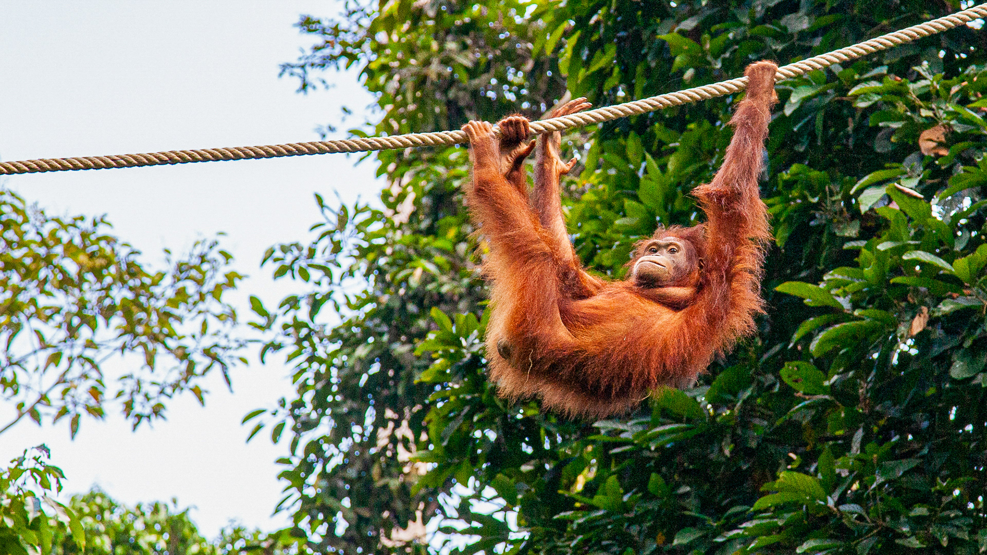 Orangutan