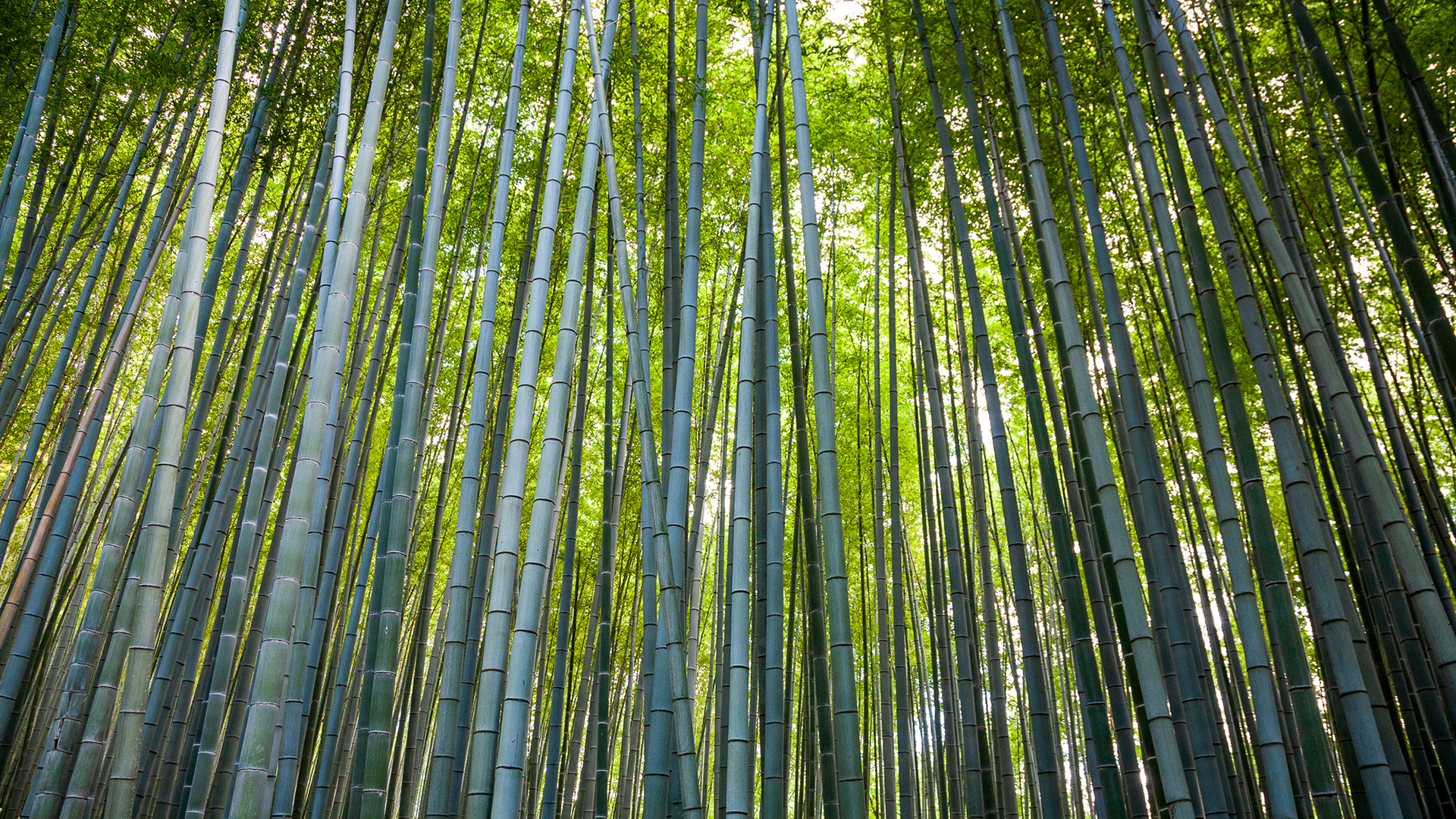 Arashiyama Bamboo Grove, Kyoto