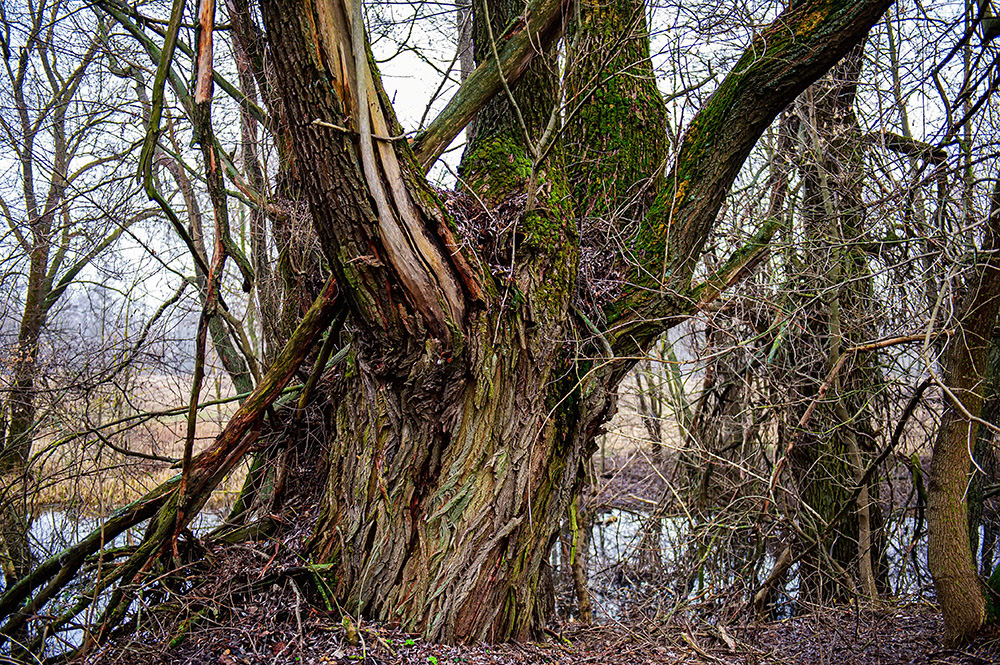 FOREST in WINTER THAW  © Andriy Solovyov