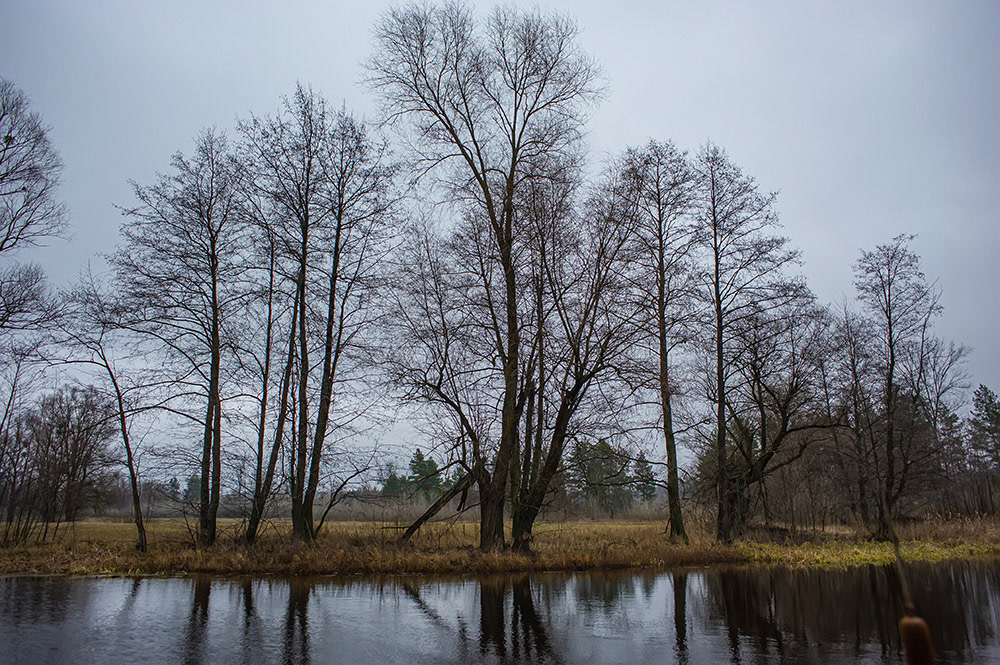 FOREST in WINTER THAW  © Andriy Solovyov