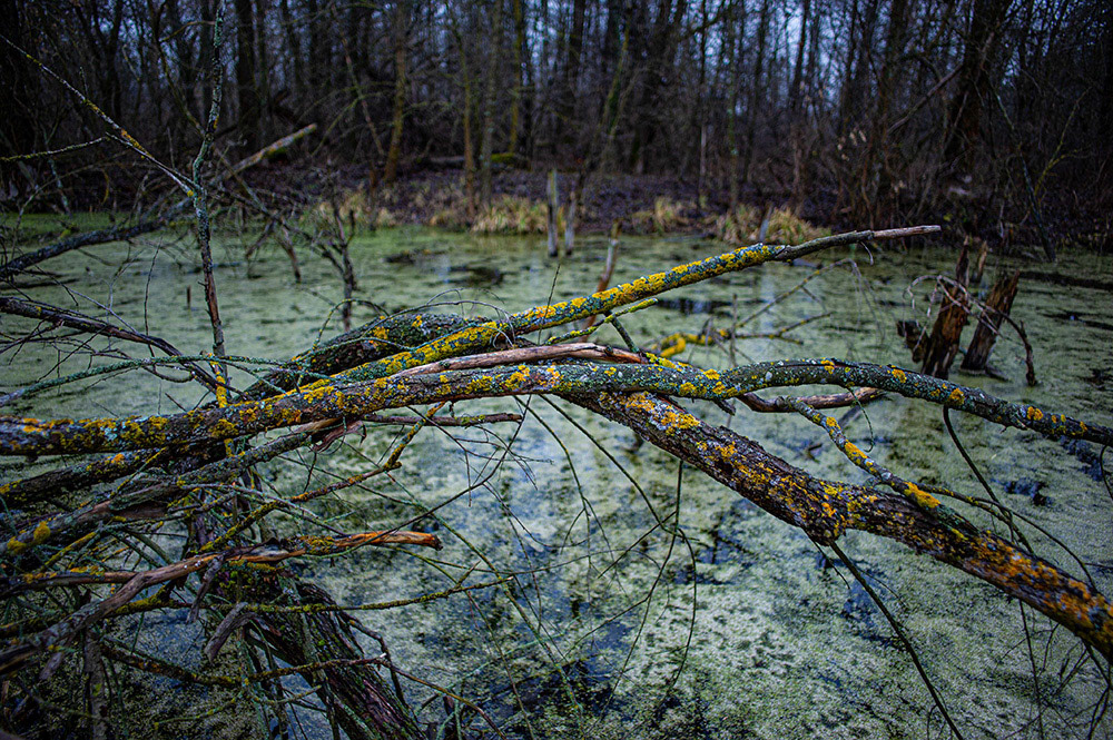 FOREST in WINTER THAW  © Andriy Solovyov