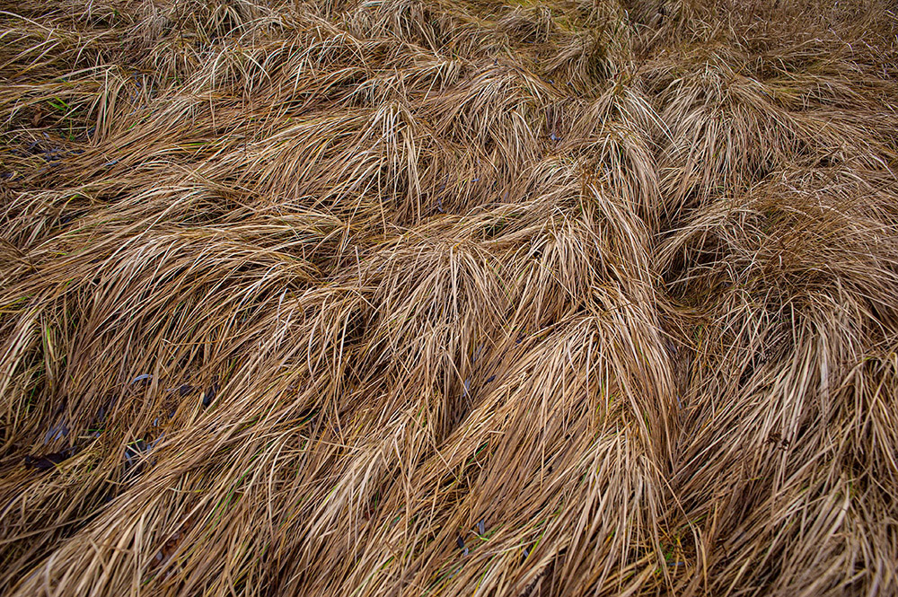 FOREST in WINTER THAW  © Andriy Solovyov