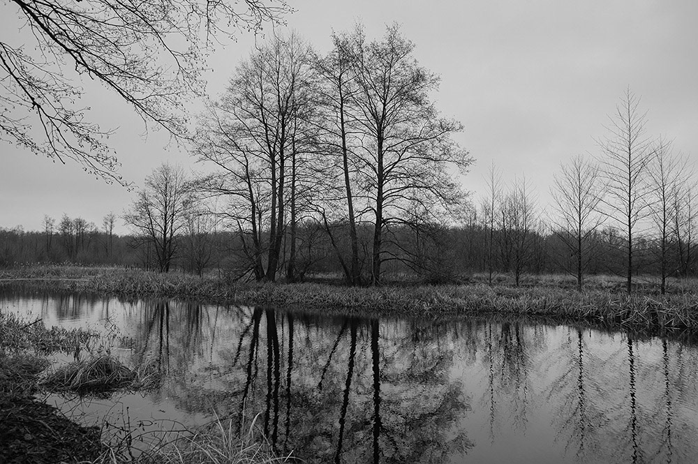 FOREST in WINTER THAW  © Andriy Solovyov