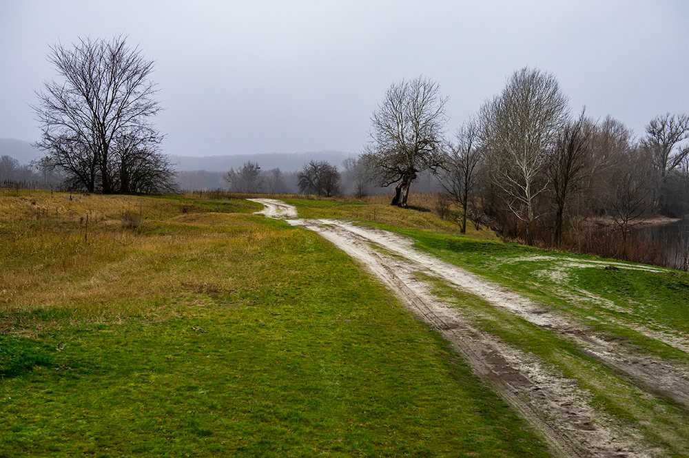 FOREST in WINTER THAW  © Andriy Solovyov
