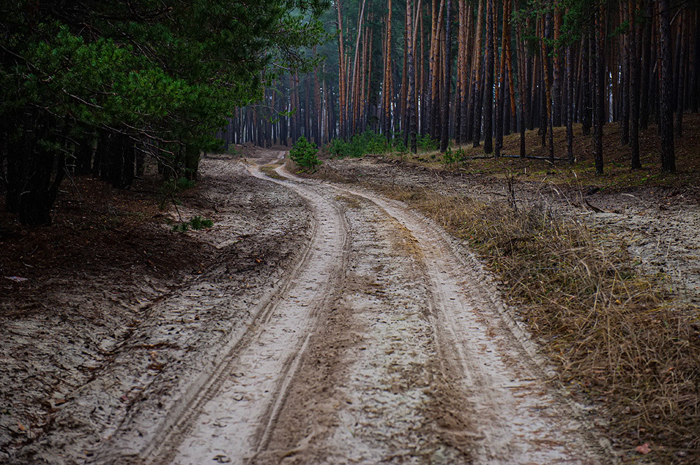 FOREST in WINTER THAW  © Andriy Solovyov
