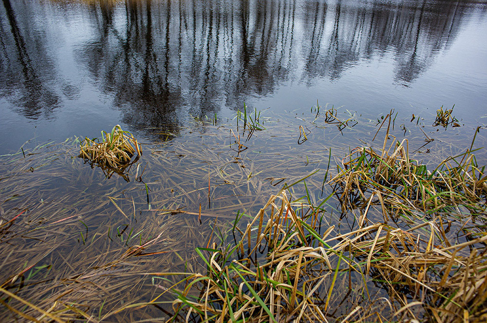 FOREST in WINTER THAW  © Andriy Solovyov