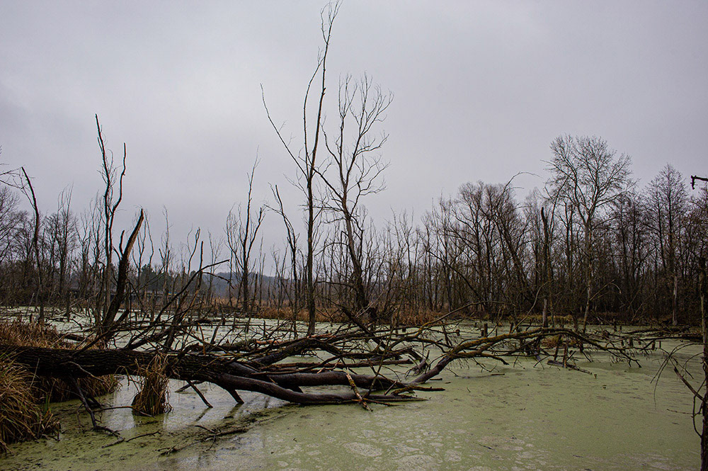FOREST in WINTER THAW  © Andriy Solovyov
