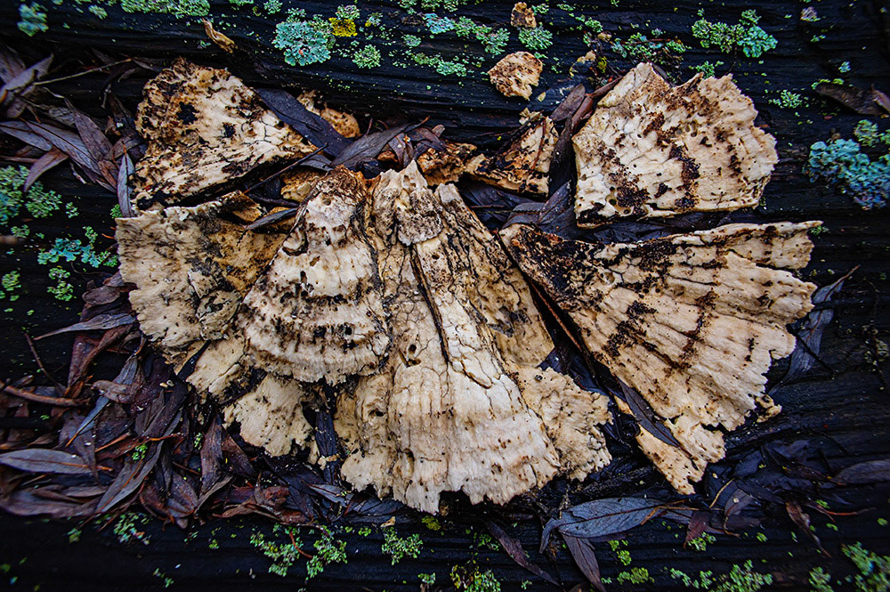 FOREST in WINTER THAW  © Andriy Solovyov