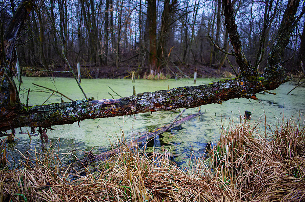 FOREST in WINTER THAW  © Andriy Solovyov