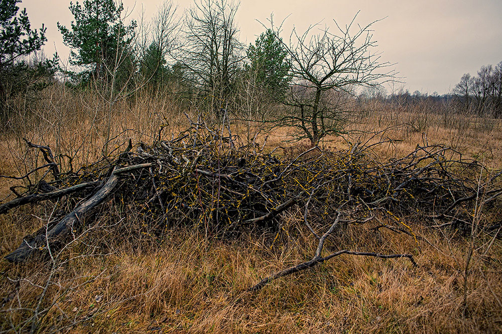 FOREST in WINTER THAW  © Andriy Solovyov