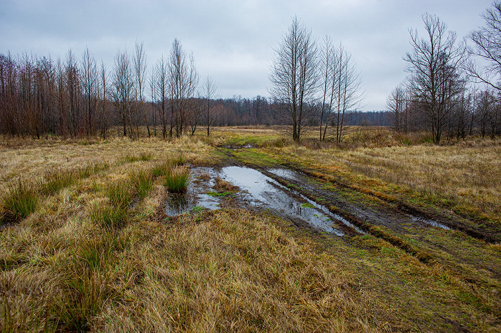 FOREST in WINTER THAW  © Andriy Solovyov