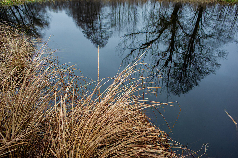 FOREST in WINTER THAW  © Andriy Solovyov