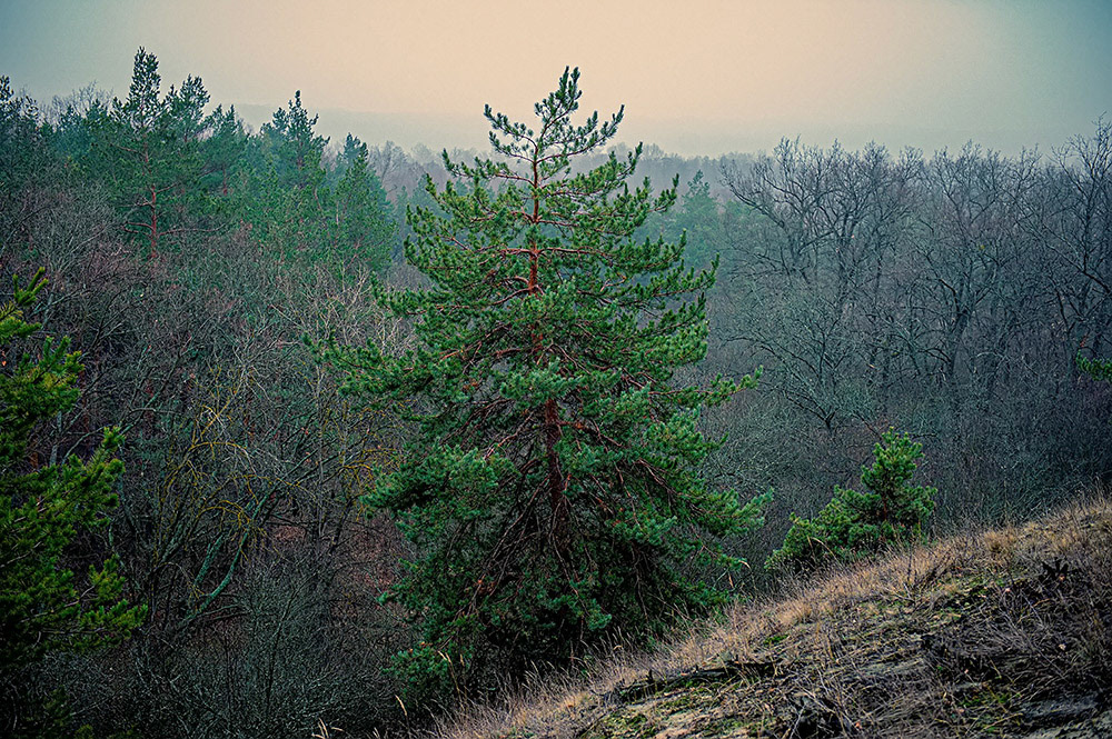 FOREST in WINTER THAW  © Andriy Solovyov