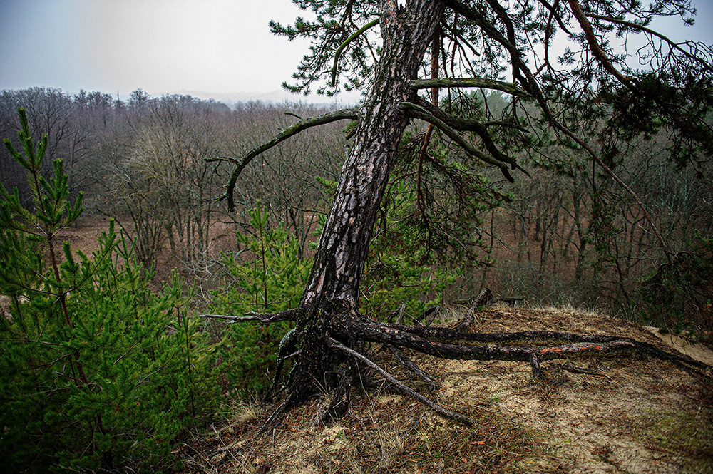 FOREST in WINTER THAW  © Andriy Solovyov