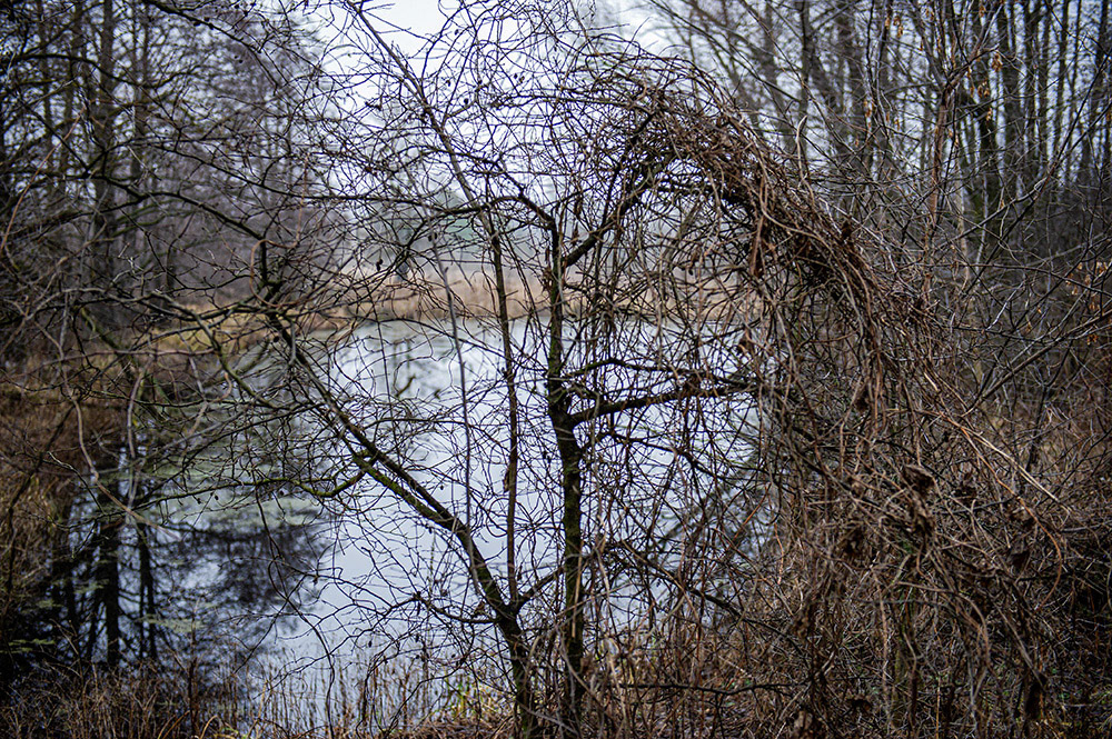 FOREST in WINTER THAW  © Andriy Solovyov