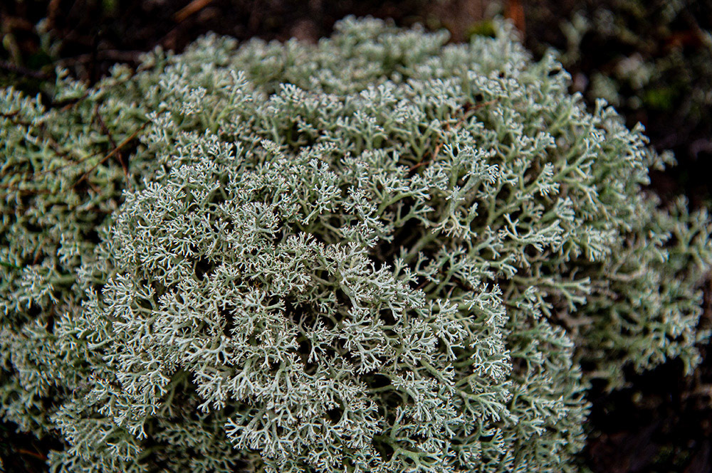 FOREST in WINTER THAW  © Andriy Solovyov