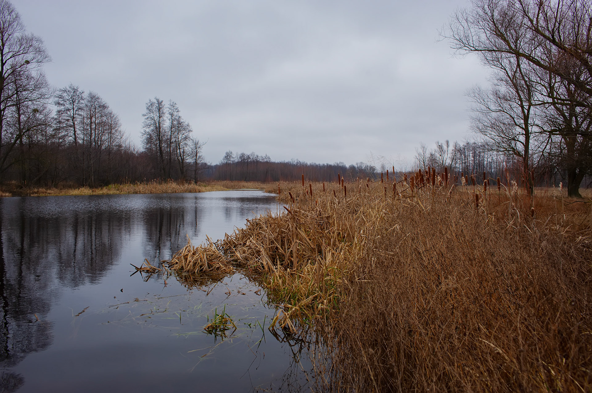 FOREST in WINTER THAW  © Andriy Solovyov