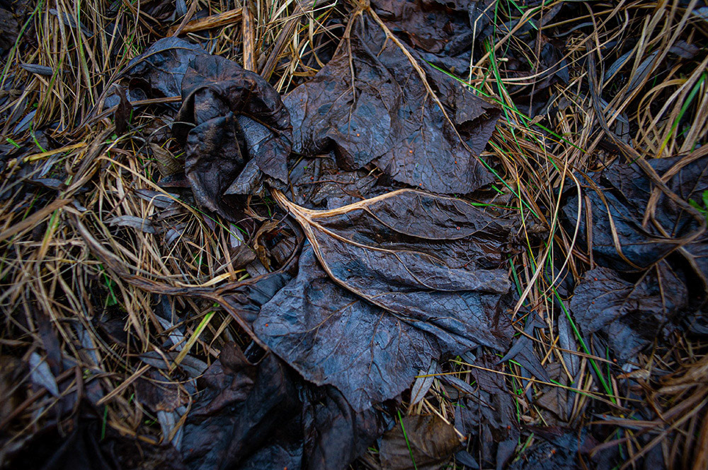 FOREST in WINTER THAW  © Andriy Solovyov