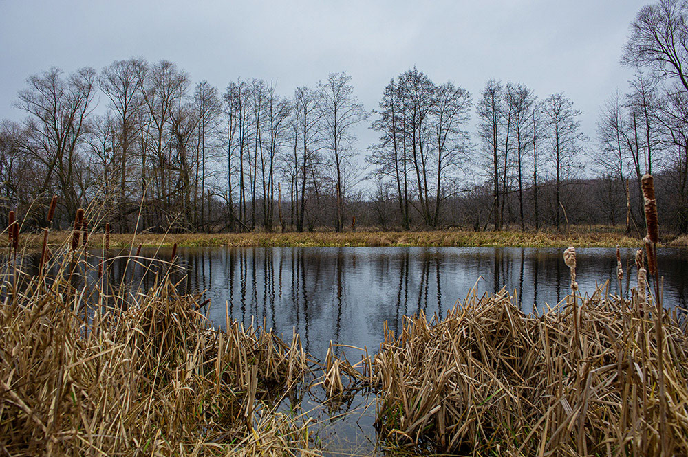 FOREST in WINTER THAW  © Andriy Solovyov