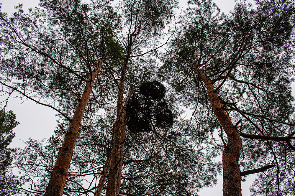 FOREST in WINTER THAW  © Andriy Solovyov