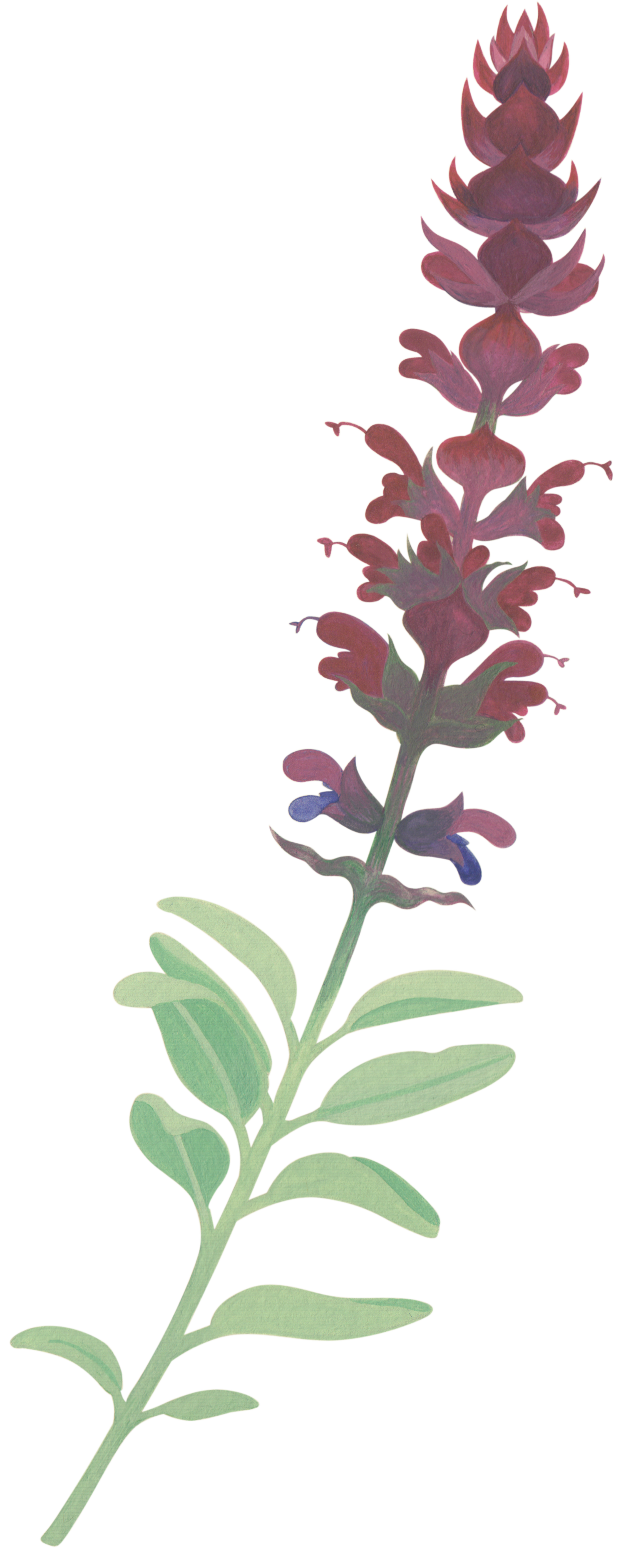Unknown Salvia (sage)