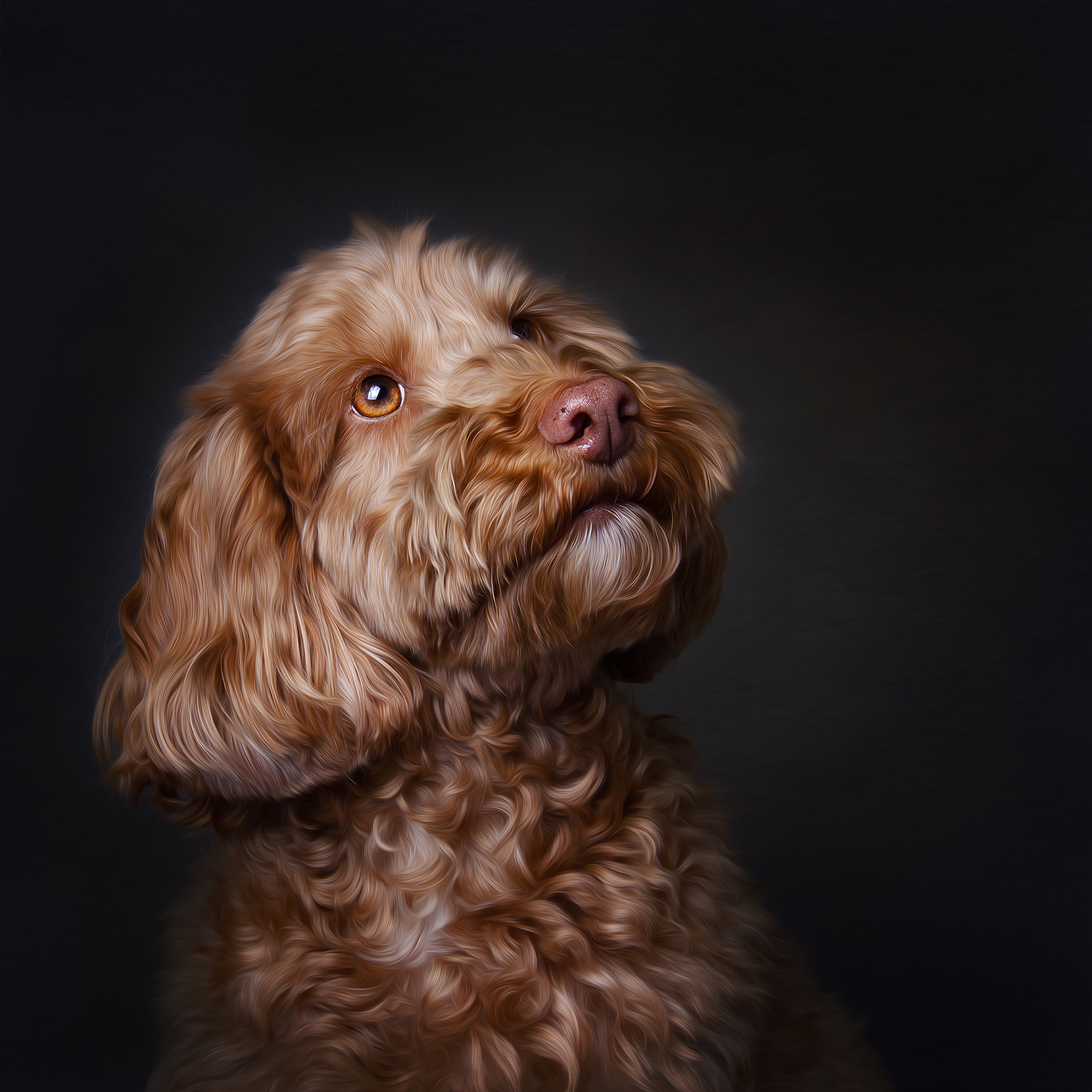 an image of a dog lovingly looking up at its owner. the portrait is of a light brown cockapoo on a dark back ground looking like a painting it owner