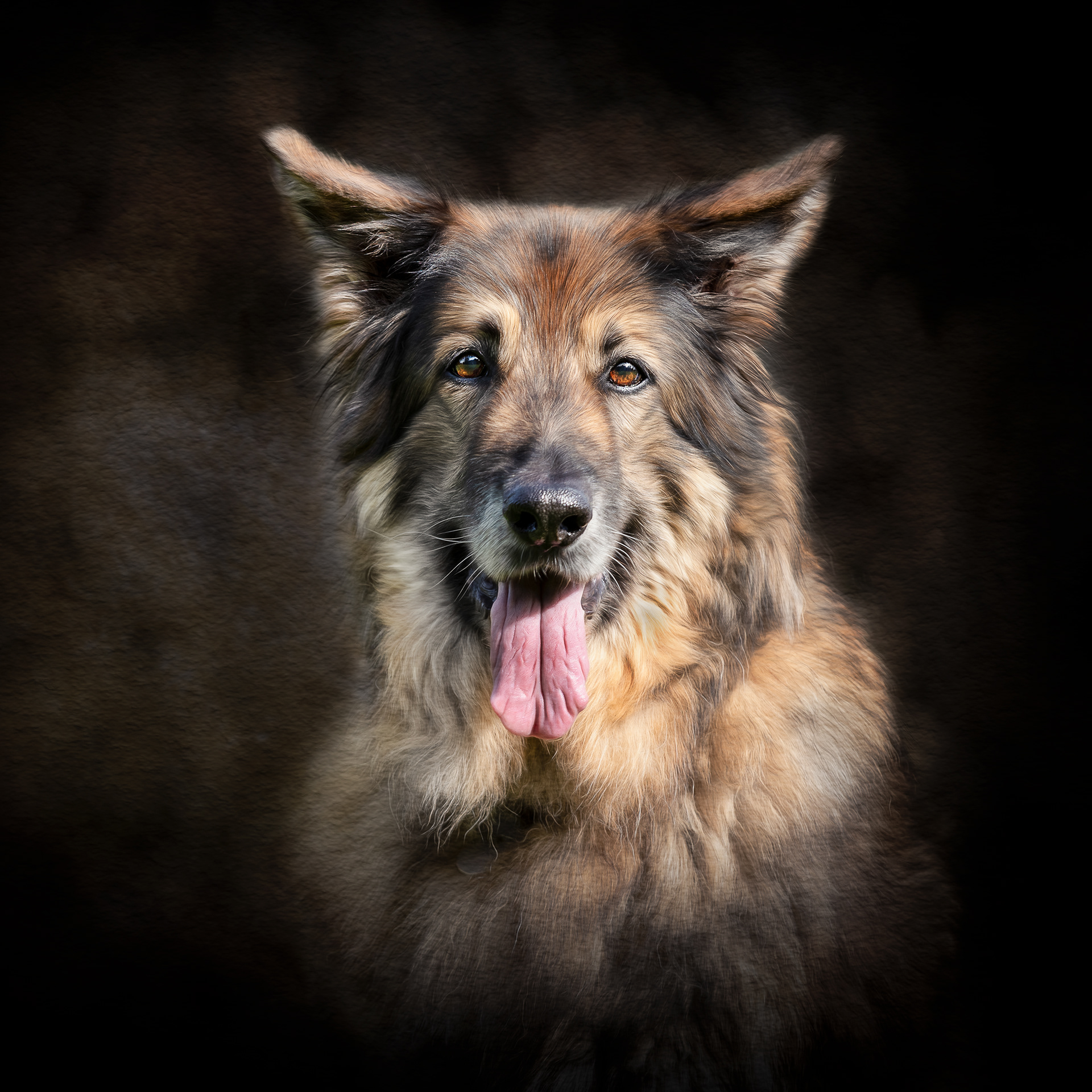 a portrait of a German Shepard dog looking straight at the camera on a dark background