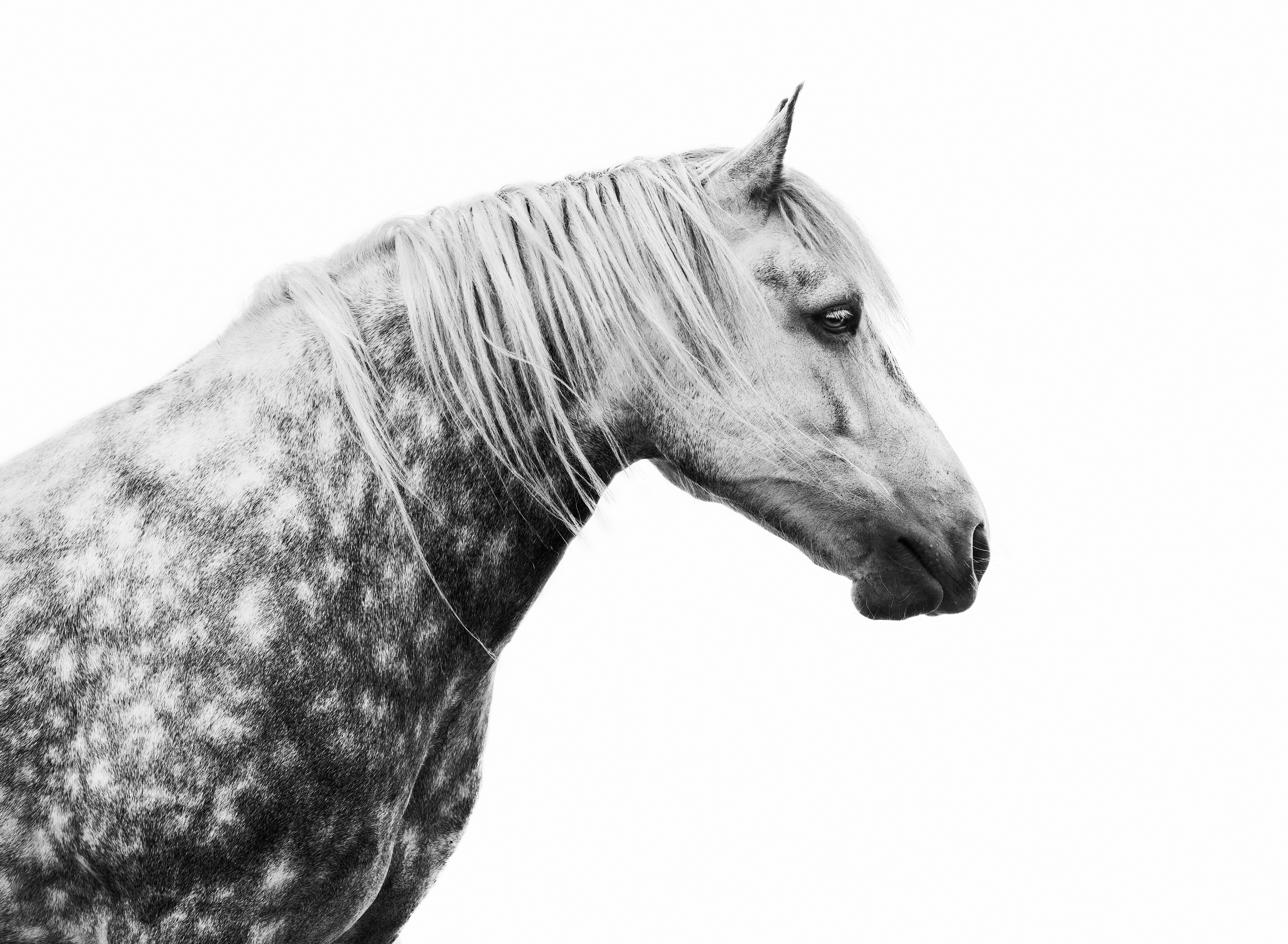 A portrait of a grey horse on a white background
