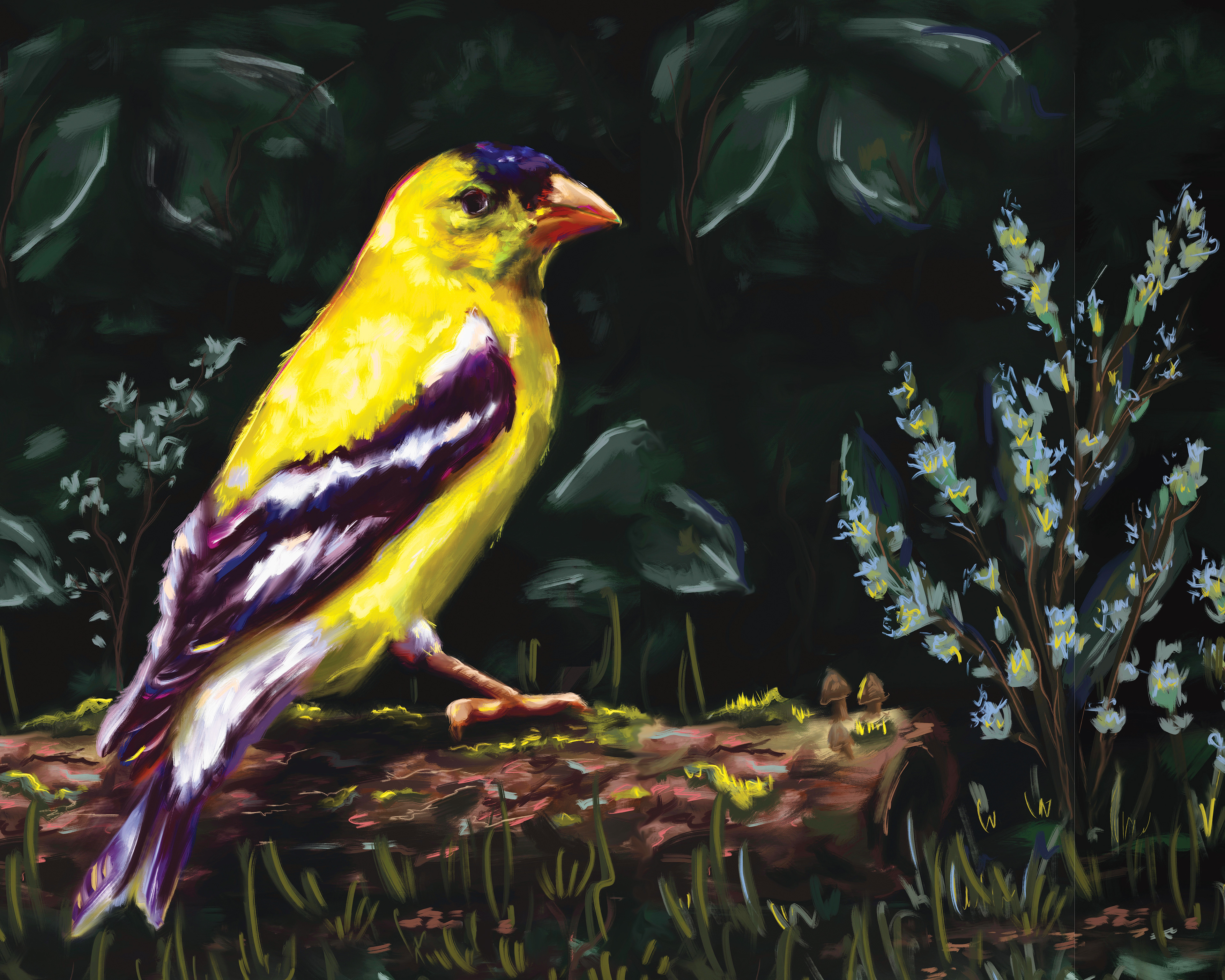 Personal Project - Birds of the PNW