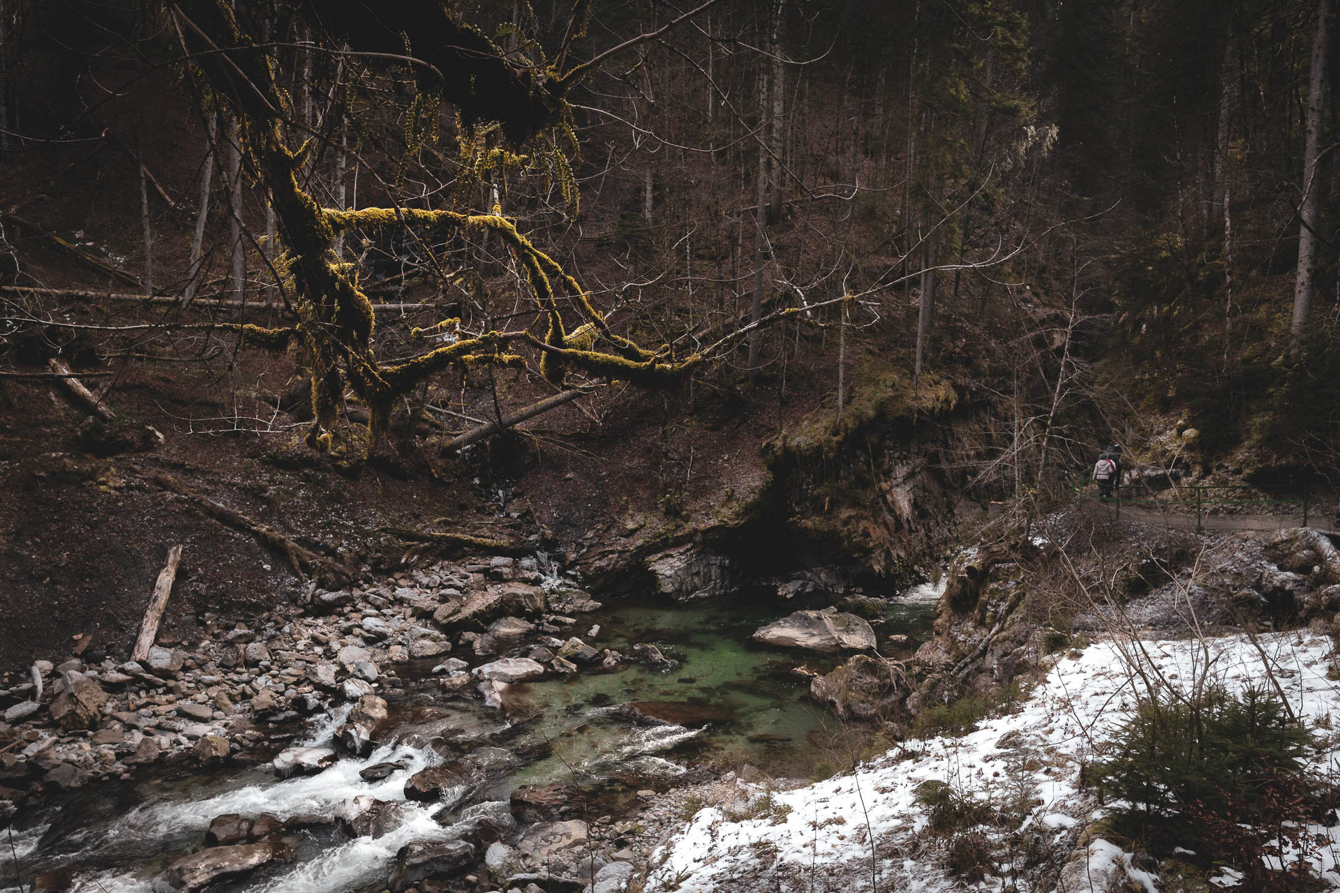 Vegetation Breitachklamm