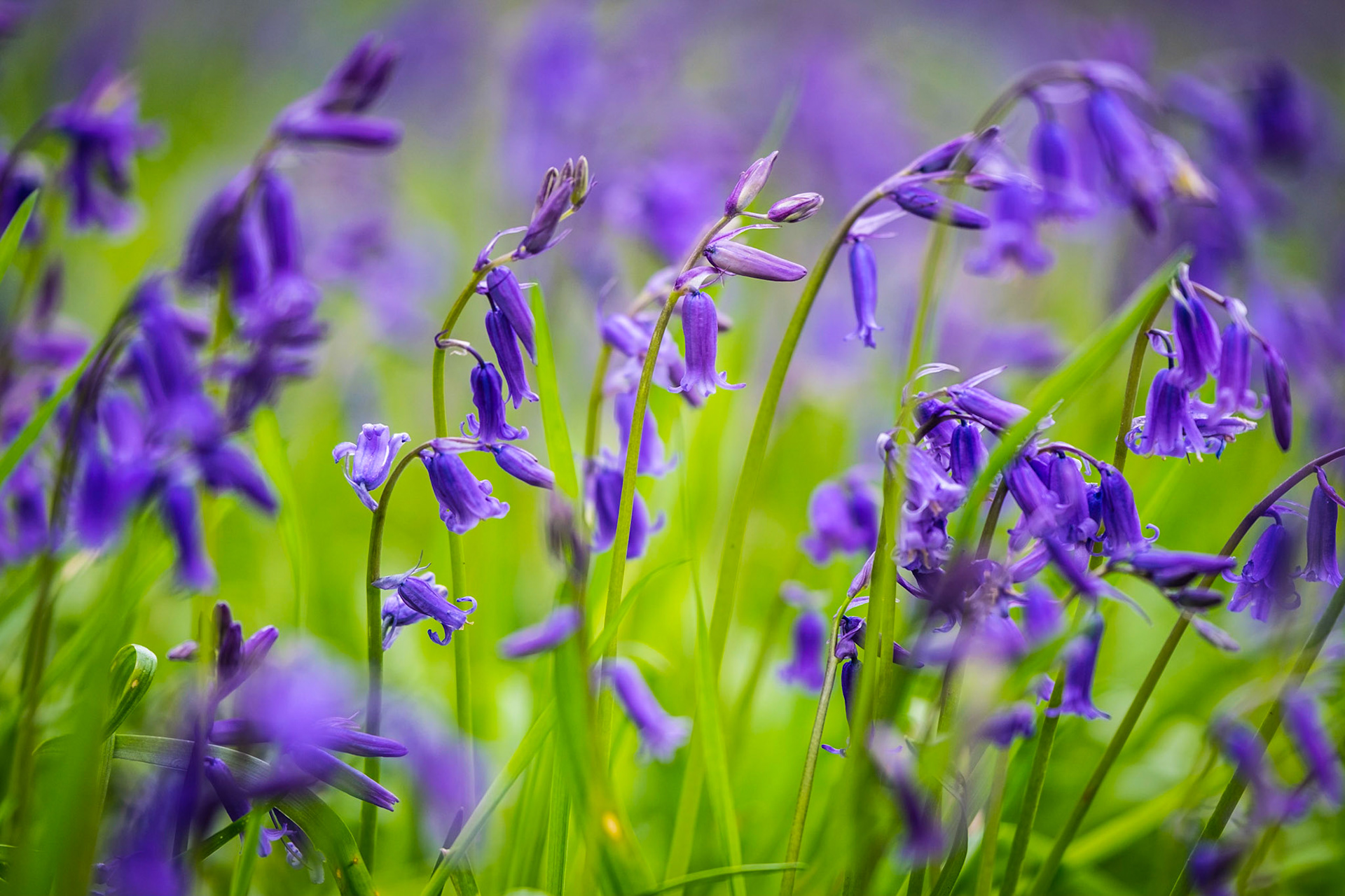 Bluebells - 3