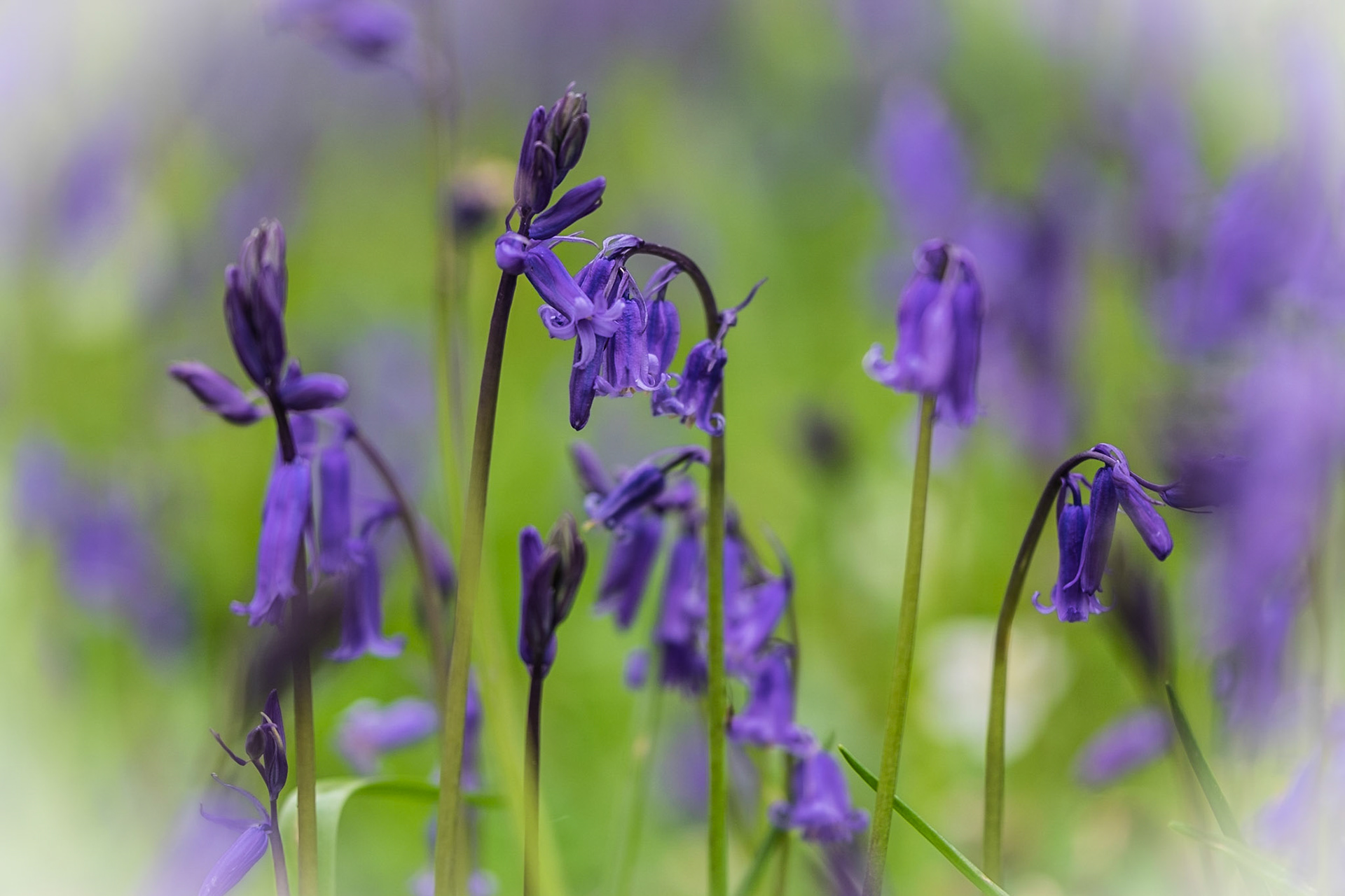 Bluebells - 2
