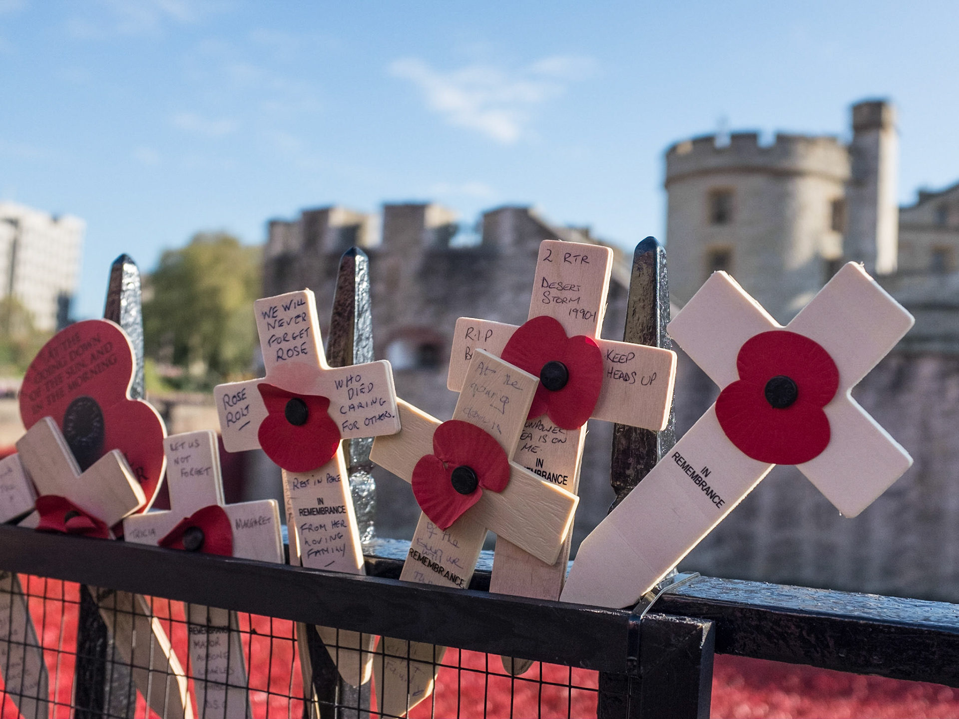 Remembrance Day poppies