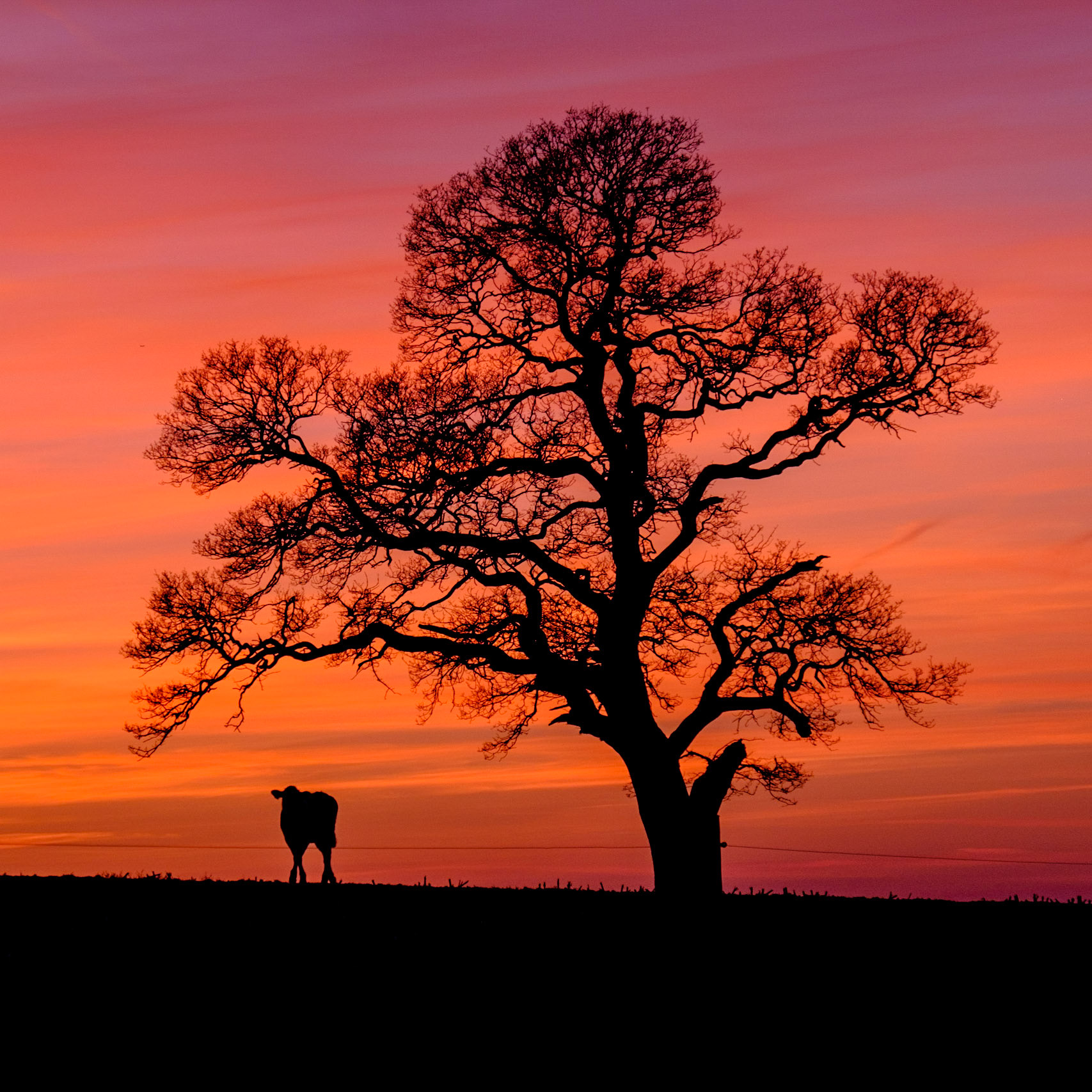 Sunset scene, Shropshire