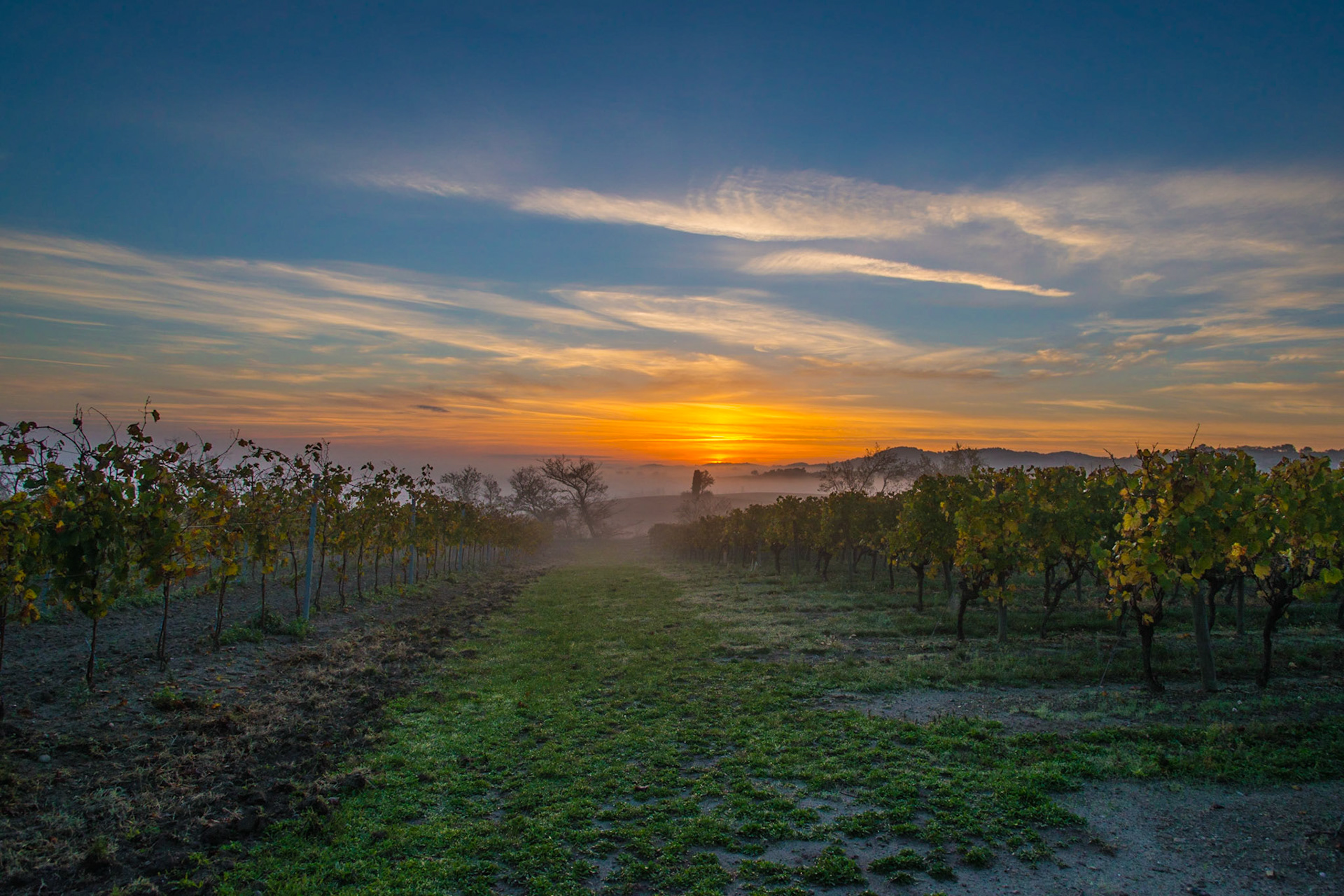 Vineyards near Montréal 11290, France