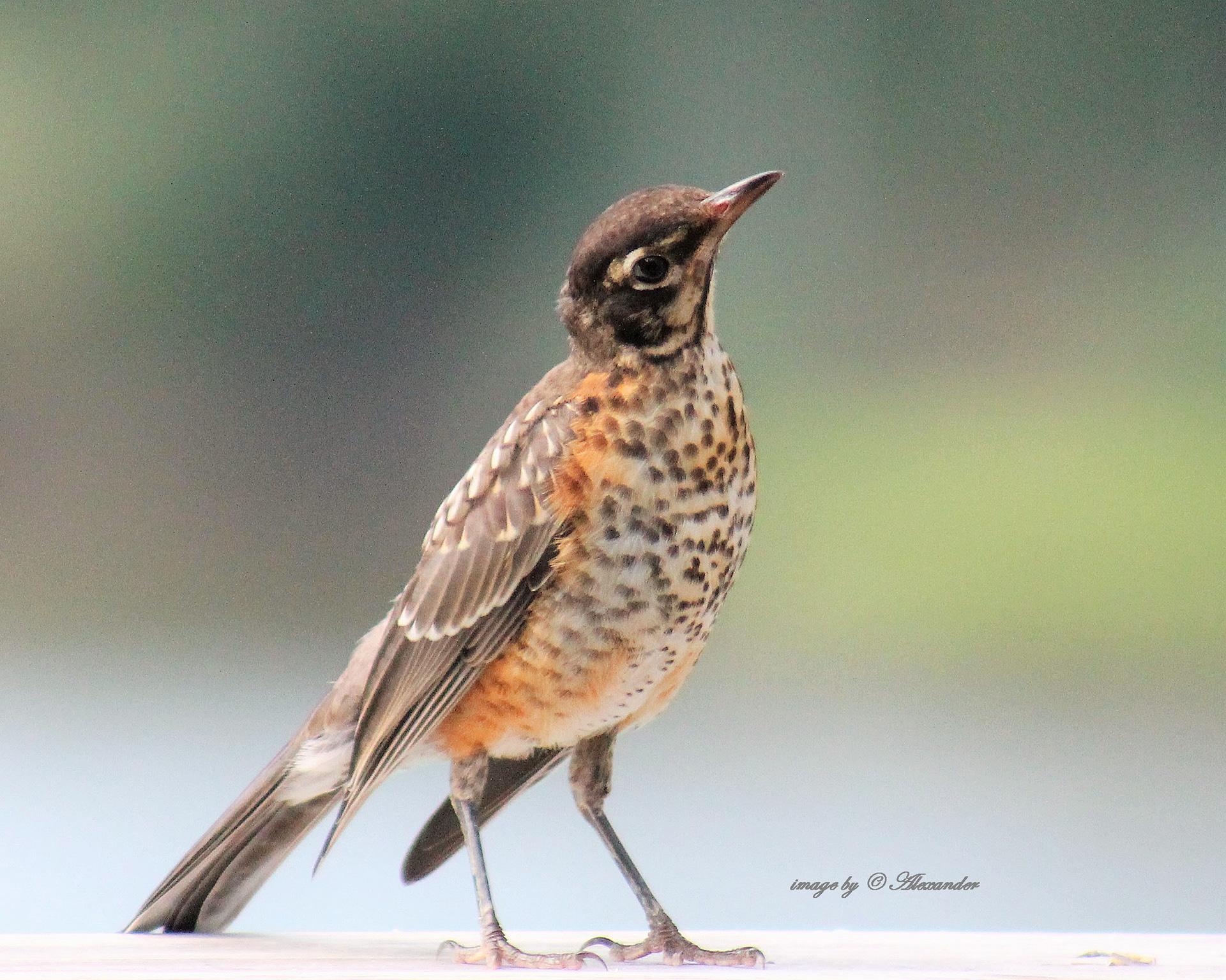 Juvenile Robin
