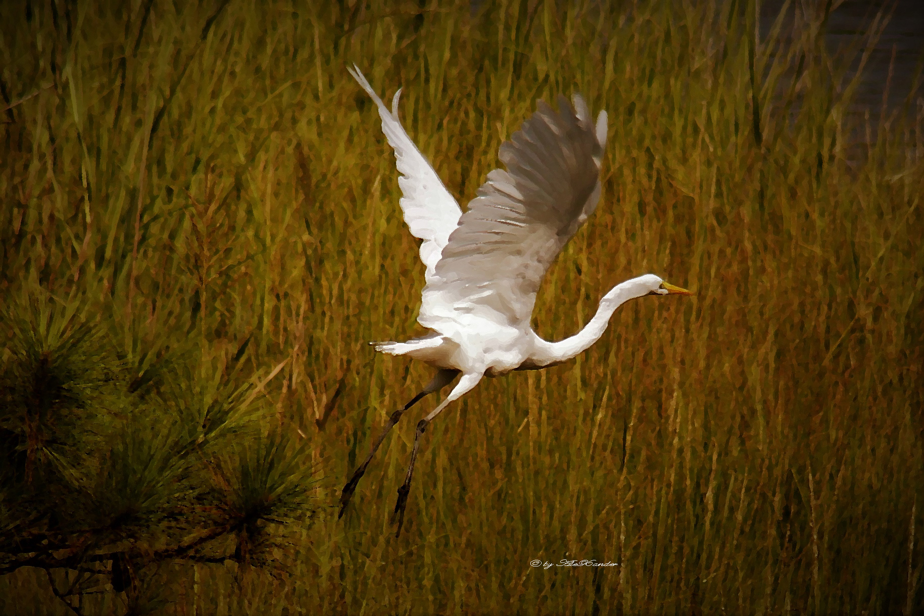 White Egret Flight