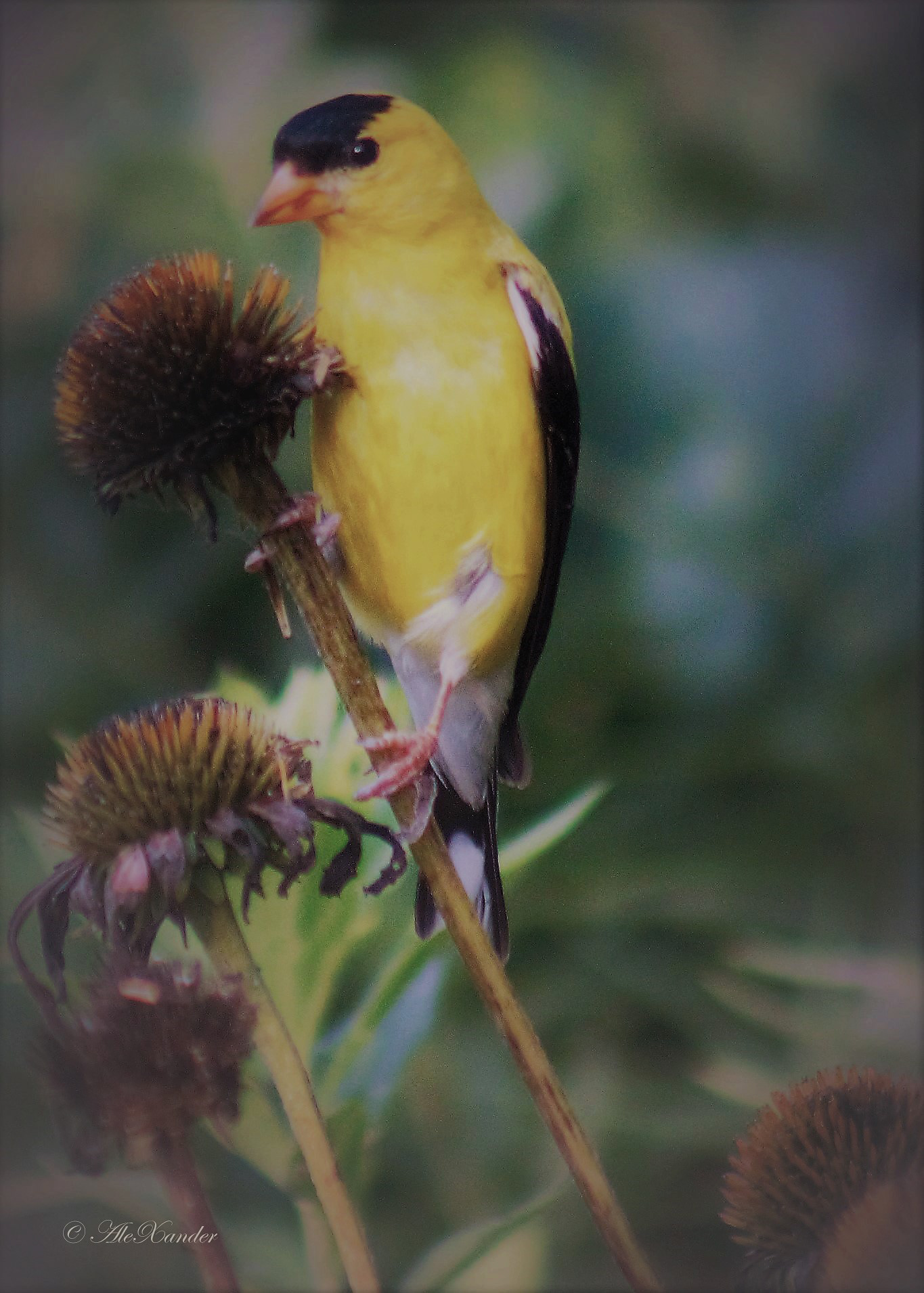 Goldfinch