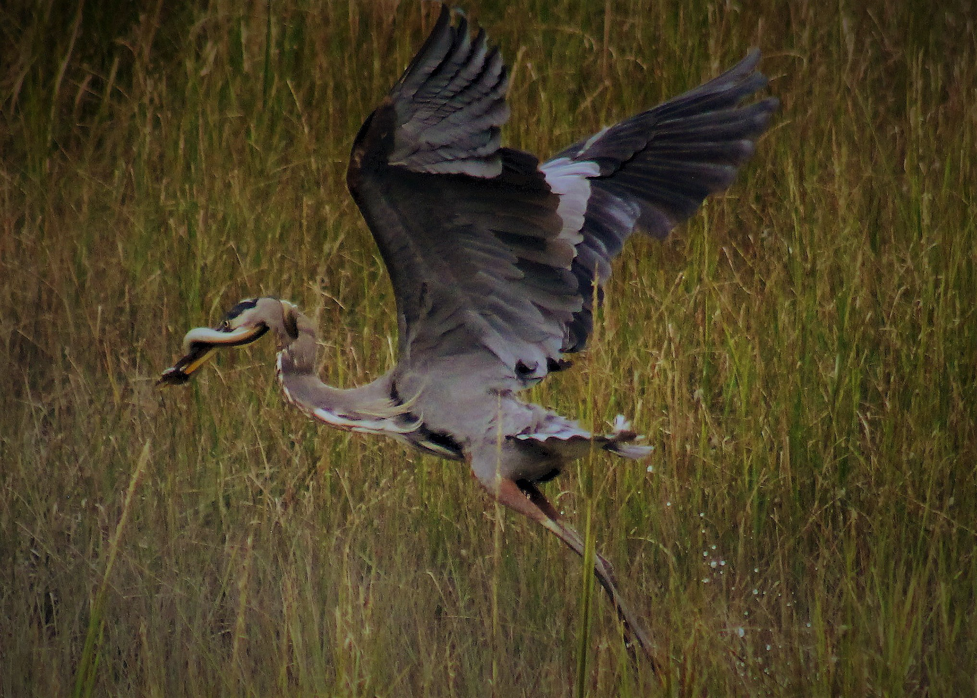 Great Heron, dinner to go