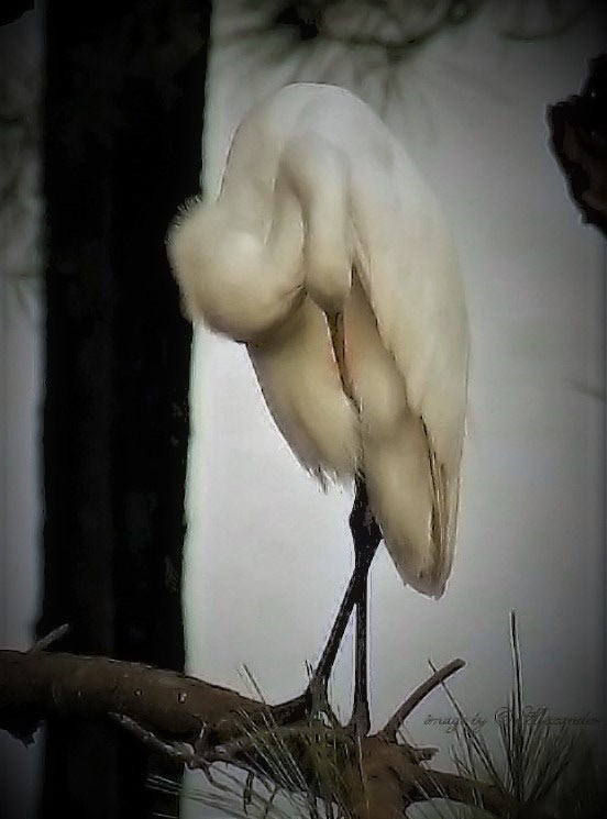 Great White Egret