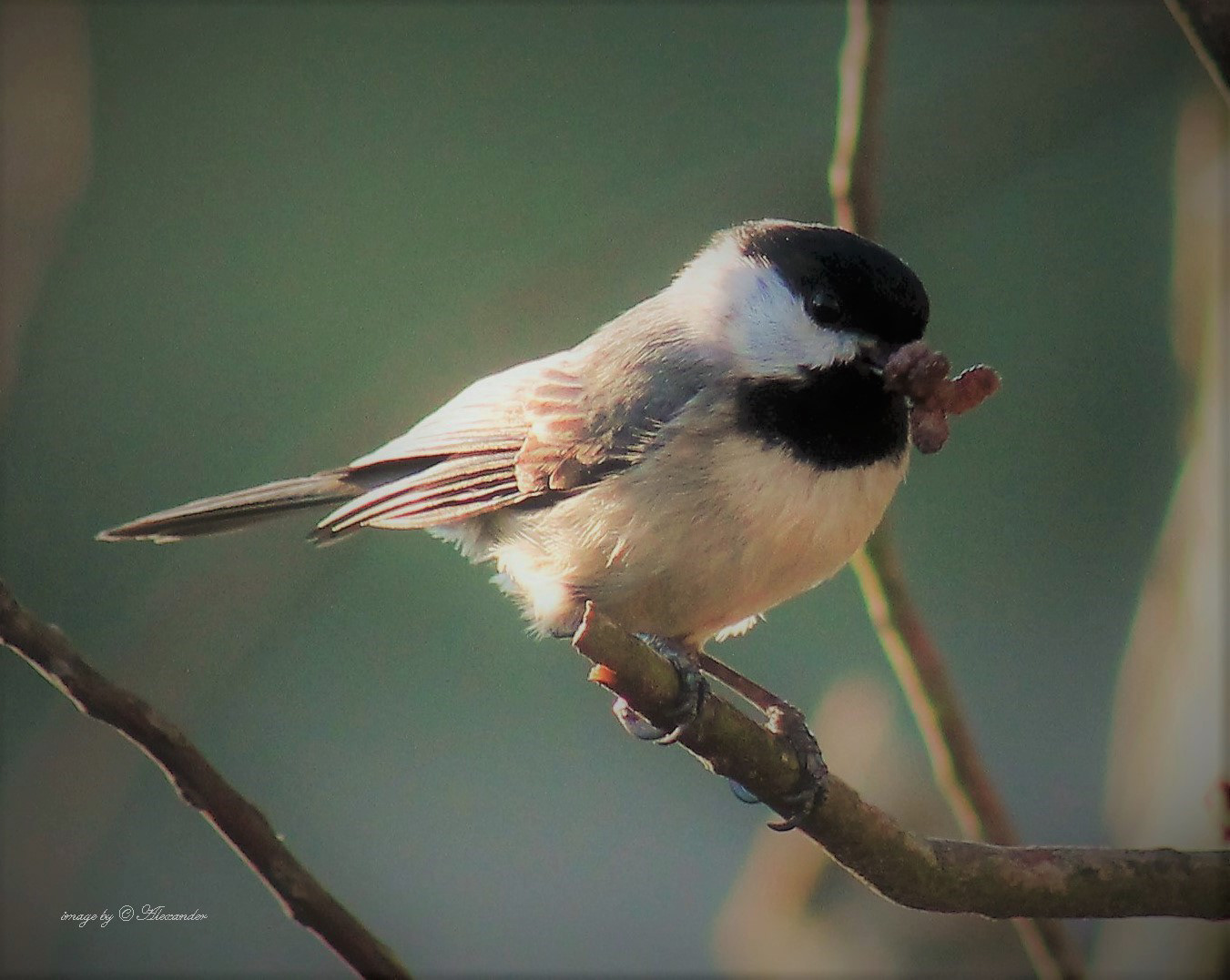 my lil chickadee